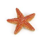 Etoile de mer Papo en PVC, Collection animaux marins, jouet éducatif idéal pour enfants et collectionneurs