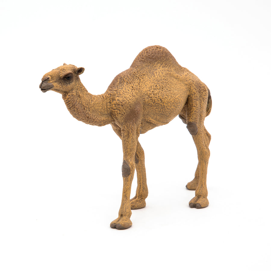 Dromadaire Papo en PVC, Collection Animaux sauvages, jouet éducatif idéal pour enfants et collectionneurs