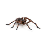 Araignée commune Papo en PVC, Collection Animaux des jardins, jouet éducatif idéal pour enfants et collectionneurs